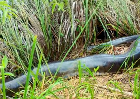 'Aqui é o lar de uma grande sucuri': Sem medo de virar presa, guia chega perto e vê cobra reagir