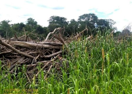 Assentado leva multa de R$ 2 mil por derrubar árvores no Pantanal