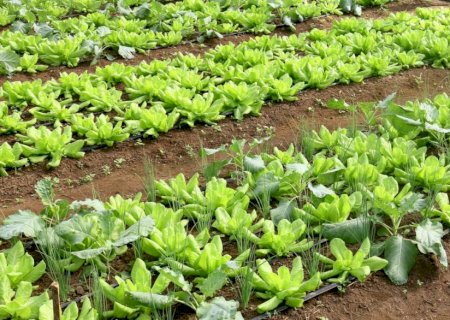 MDA vai lançar programa de produção de alimentos sem pesticidas