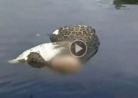 Onça-pintada sem cabeça é encontrada morta no rio Paraguai-mirim
