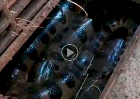 Sucuri gigante é encontrada dentro de bueiro em Bonito