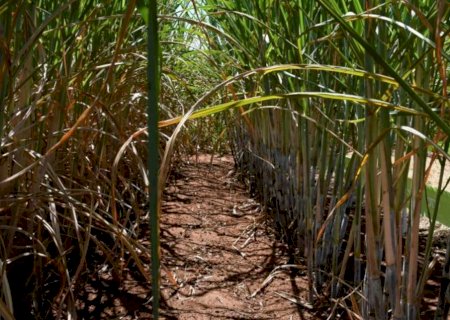 Com apoio do Governo, setor sucroenergético de MS tem a 4ª maior produção de cana do Brasil
