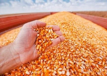Mato Grosso do Sul deve produzir 8,2% de cereais do país