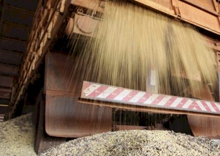 Argentina pode perder liderança na exportação de farelo de soja para Brasil