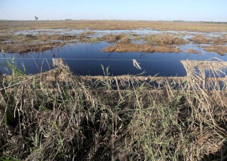 Batayporã: Rio Paraná já baixou 5 metros, mas o caos nas fazendas persiste