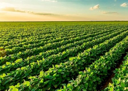 Soja industrializada gera PIB 107% superior à não processada