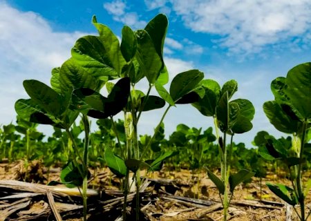 A ciência que ajudou Mato Grosso do Sul a se tornar uma potência do agro