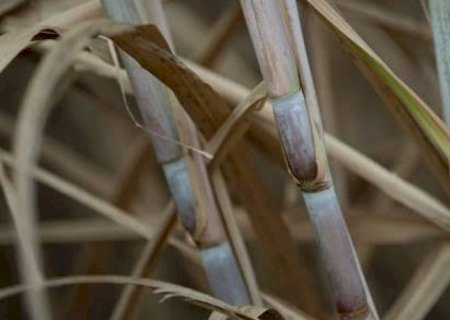El Niño durante maio e agosto preocupa produção de açúcar no ciclo 23/24