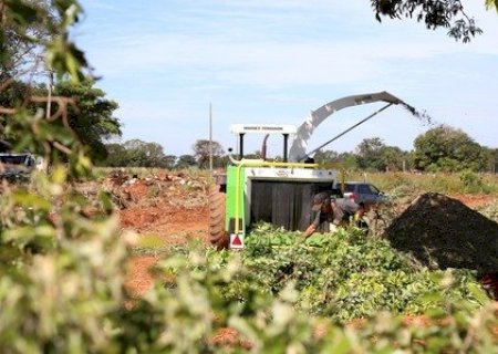 Departamento de Meio Ambiente de Batayporã orienta população sobre descarte de galhos