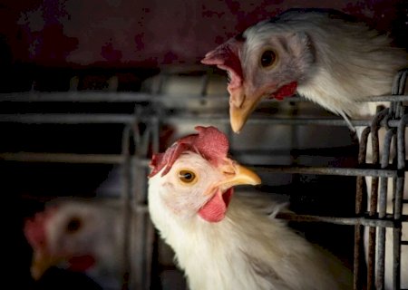 Ministérios da Agricultura, Meio Ambiente e Saúde debatem ações conjuntas de enfrentamento à influenza aviária