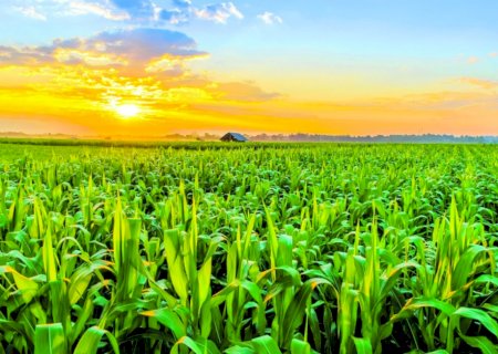 Com sucesso de crédito rural dolarizado, governo federal busca novos investimentos no financiamento