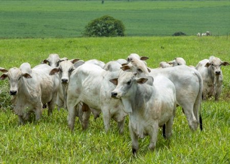 Acrimat: “O grande desafio do pecuarista é não ser um formador de preço'