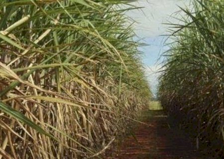 Tecnologia na cana pode poupar 3 milhões de hectares em área de plantio