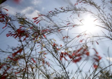 Apesar de madrugada gelada, segunda-feira terá calor de 31°C em Mato Grosso do Sul