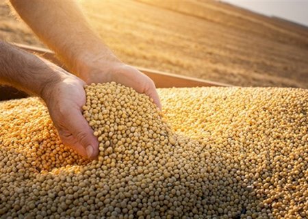 Brasil deve se tornar maior exportador de farelo de soja