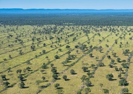 Falhas na legislação de MS e falta de lei federal deixam Pantanal em risco, diz levantamento
