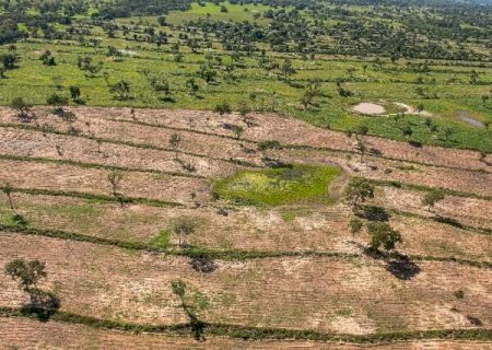 Mato Grosso do Sul teve redução de 12% na área desmatada em 2022