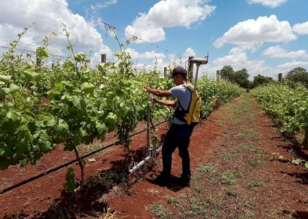 Agricultura de precisão: diversidade de vinhos em uma plantação