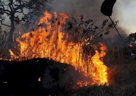 País teve 2,15 milhões de hectares queimados no primeiro semestre