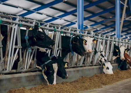 Produção de soja e criação de bovinos reinam na agropecuária em MS