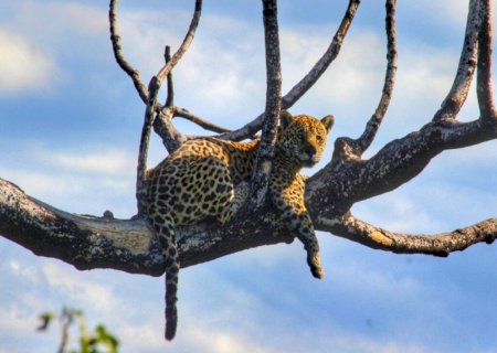 Onça se protege em cima de árvore carbonizada no Pantanal: 'cicatriz do passado como refúgio'