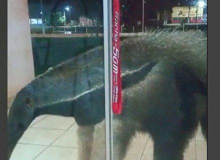 Batayporã: Tamanduá Bandeira faz visita inesperada no paço municipal e é observado pelo servidor municipal plantonista da noite