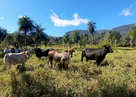Pantanal troca de mãos: sai o “pantaneiro raiz” e entra o fazendeiro de cidade