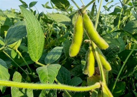 Doenças da soja podem gerar prejuízo de até 40% da produção