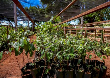 Dia da Árvore: Departamento de Meio Ambiente de Batayporã destaca projetos para a comunidade