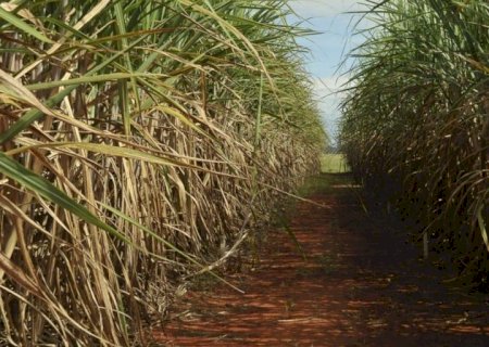 Cana: moagem atinge 41,76 milhões de toneladas na primeira quinzena de setembro