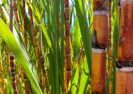 Valor da Produção Agropecuária é atualizado para R$ 1,150 trilhão este ano