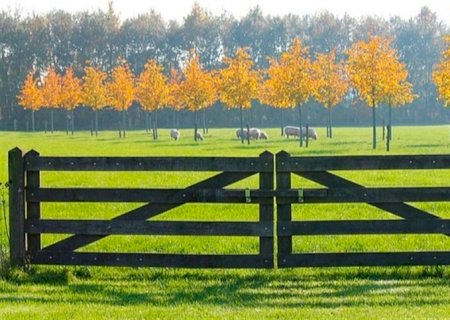 Seguro pode ser ferramenta importante no agro