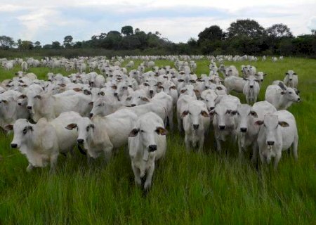 Pecuaristas de MS devem fazer a atualização cadastral e declaração do rebanho