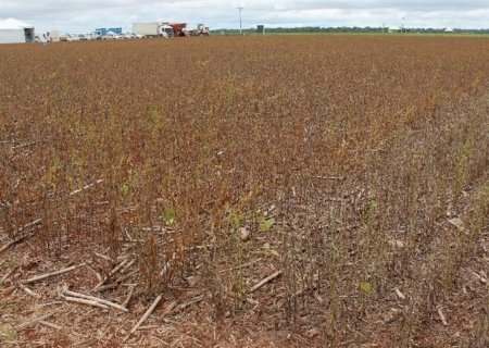 Cresce população ocupada na cadeia da soja e biodiesel