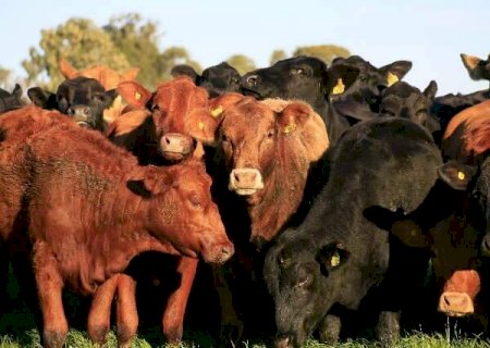 Relatório da Embrapa mostra impacto de R$ 15 bi em geração de pesquisas em MS