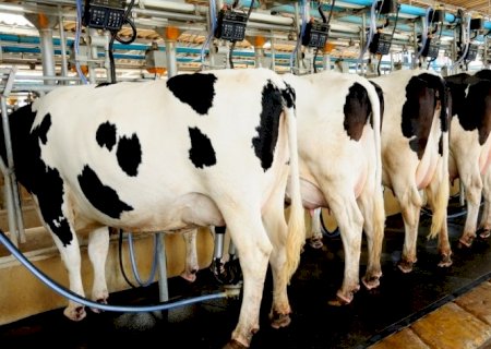 Produção de leite no Brasil é mais uma vítima dos efeitos do clima
