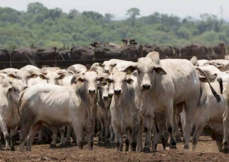 Produtores rurais t&ecirc;m at&eacute; o dia 30 para declarar rebanhos em Mato Grosso do Sul