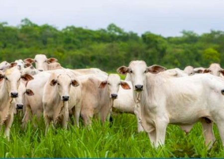Iagro prorroga até 31 de dezembro, com sanções, prazo para declarar rebanhos
