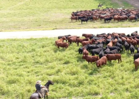 Mercado pecuário tende a uma leve recuperação até o final deste ano