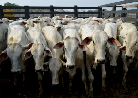 Boi/Cepea: produção é recorde; preços médios mensais estão abaixo dos de 2022