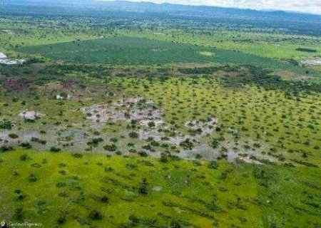 Projeto de Lei do Pantanal proíbe cultivo, limita desmatamento e prevê recursos