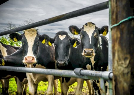 Preço do leite pago ao produtor cai 25% e crise se agrava