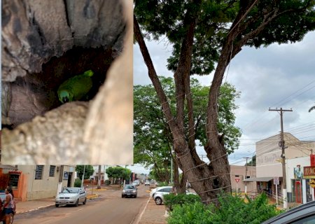 Batayporã: Em pleno centro da cidade papagaio faz ninho e filhote já bate asas para voar
