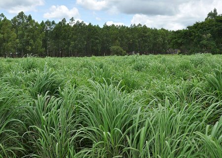 Nova cultivar de capim-andropogon apresenta maior produtividade em áreas de baixa fertilidade