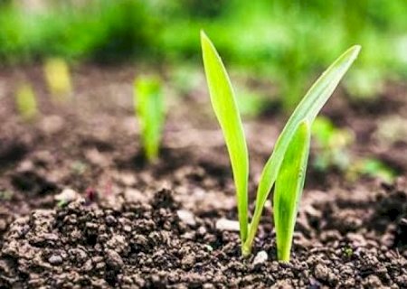 Agro regenerativo entra na agenda de marcas, produtores e consumidores