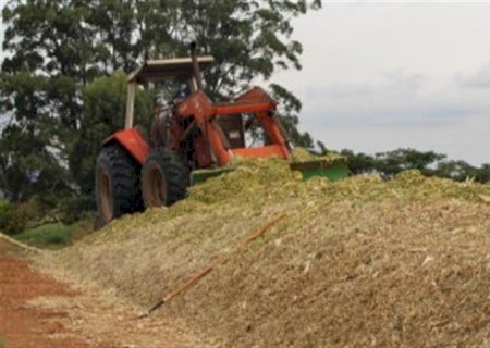 Silagem de híbrido de milheto tem maior massa
