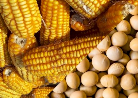 Safras são impactadas por clima e desafios logísticos