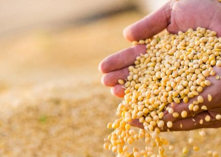 Preços da soja sobem com alta no farelo e preocupações climáticas no Brasil