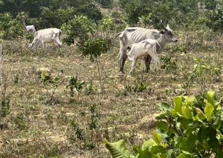Seca mata animais e deixa enorme prejuízo para produtor de leite