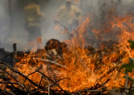 Incêndio no Pantanal tem cenário de animais em fuga e muita ventania